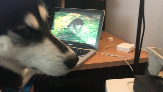 Narcissistic husky goes crazy over video of himself