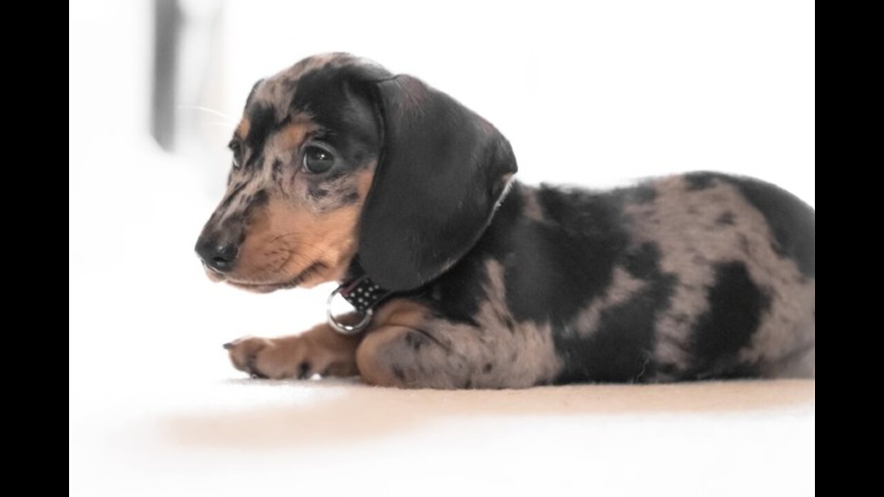 32 DAY DACHSHUND LITTER