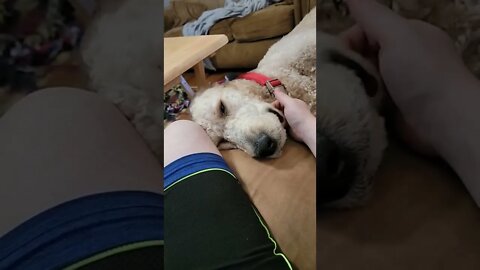 Buddy acts like he has done a lot today