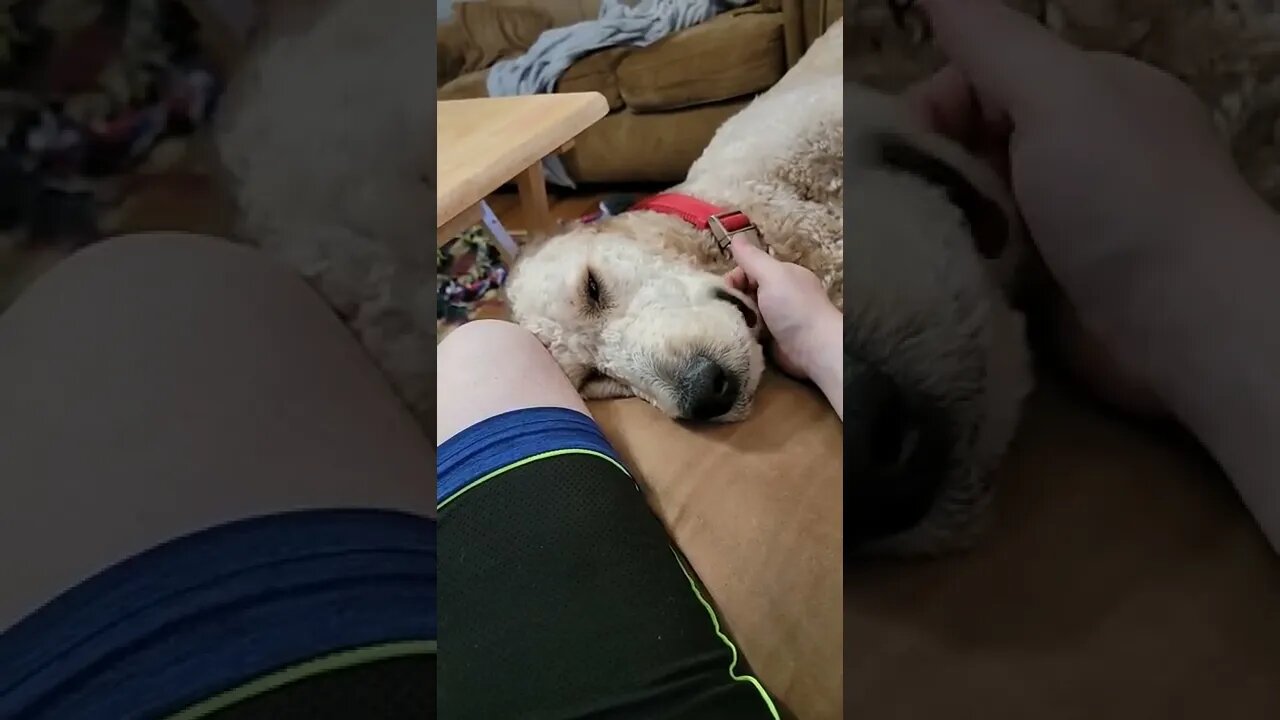 Buddy acts like he has done a lot today