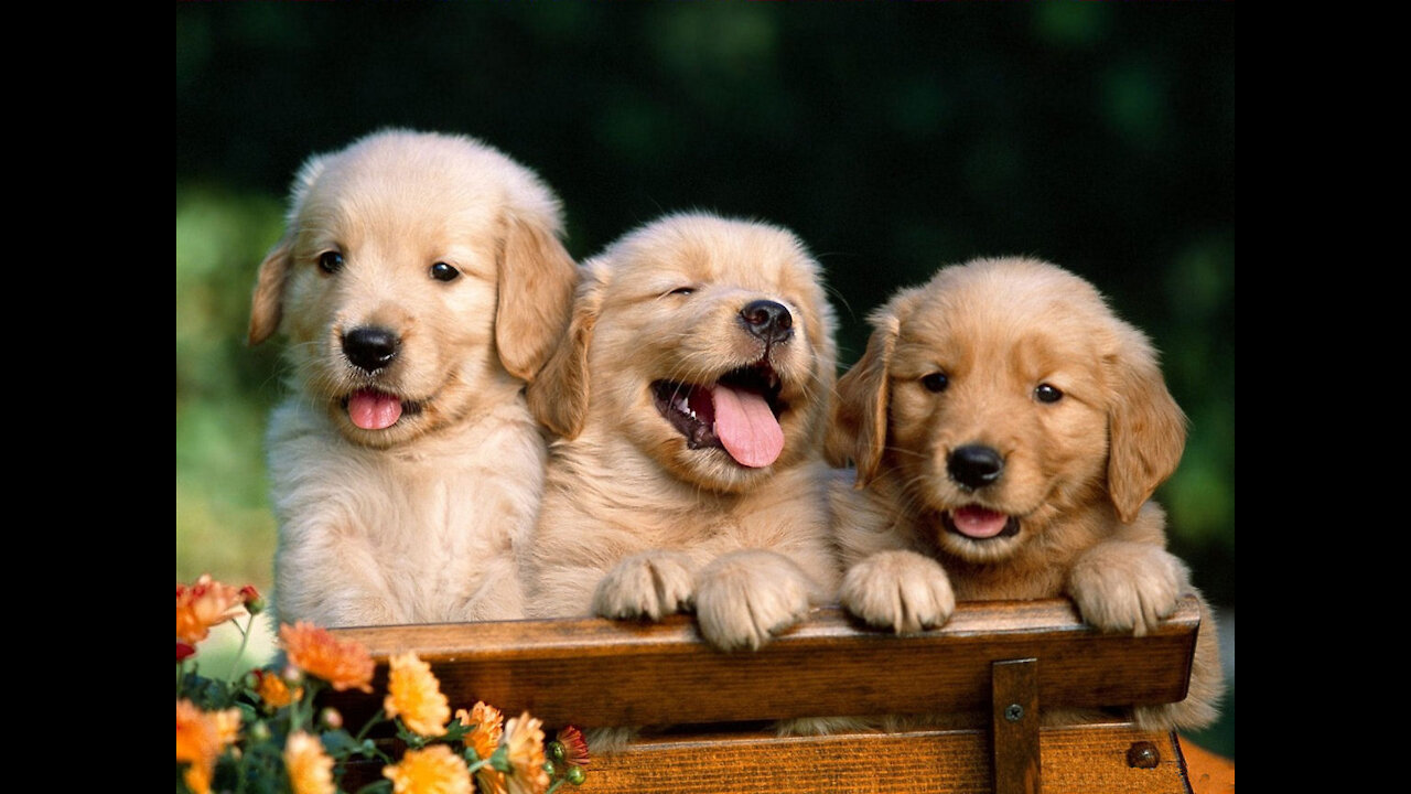 Sweet & Good Torah - Mashiach and The Generation with the Face of a Dog