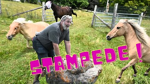 When There Is A Stampede In The Horse Field