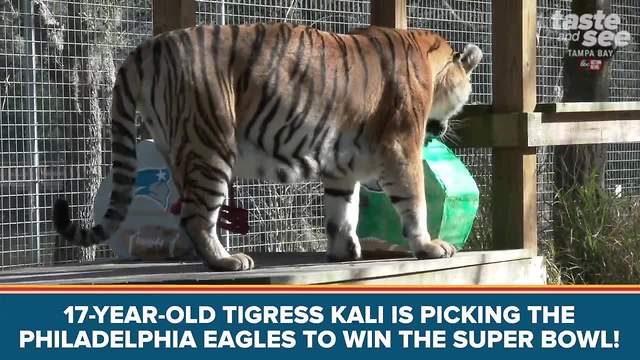 Big Cat Rescue tigress makes Super Bowl pick