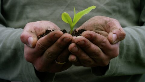 How Can We Recycle Food Scraps Into Nutrient-Rich Soil?