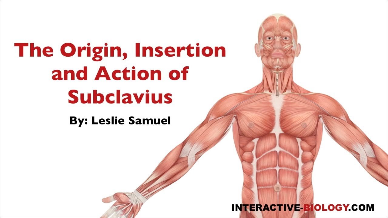 084 The Origin, Insertion, and Action of Subclavius