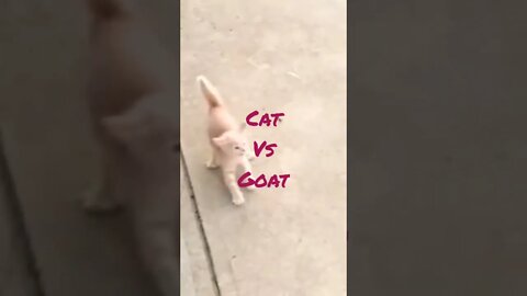 Cat vs Goat