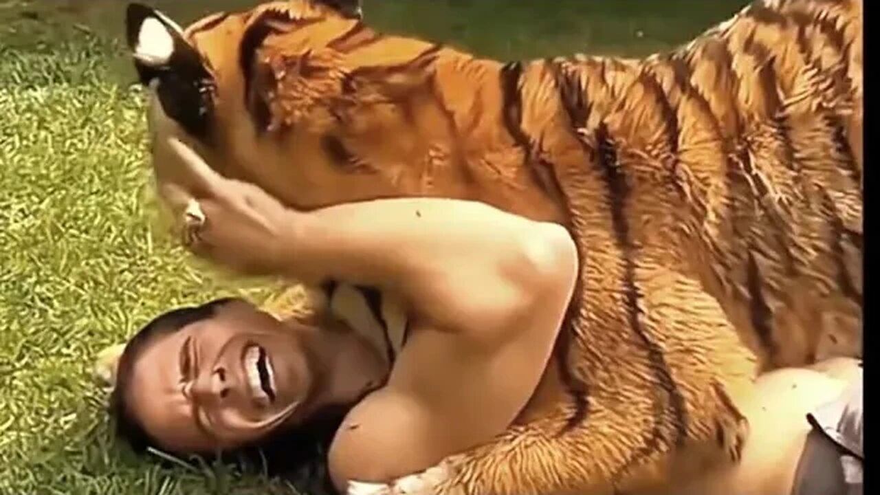 Tiger befriends man!