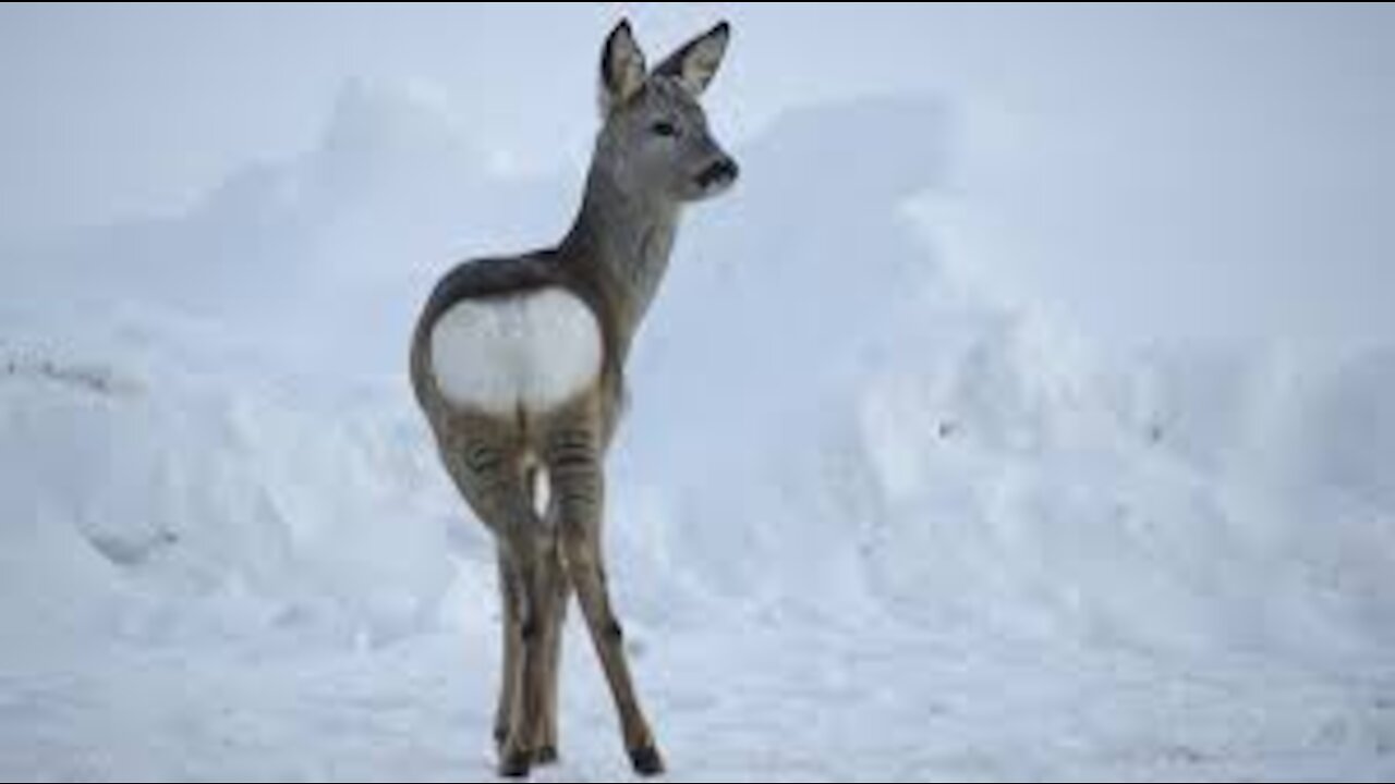 Roe deer digging apples under the snow is gaining strength