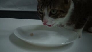 Kitten Is Hungry