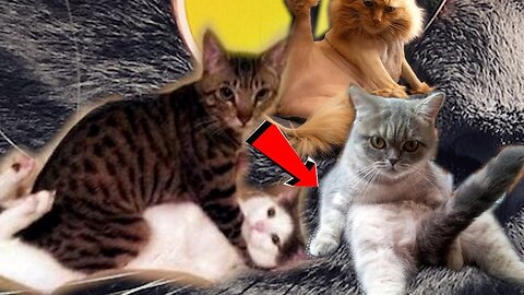 Baby Cats - Cute and Funny Baby Cat Videos Compilation || Aaa Animals