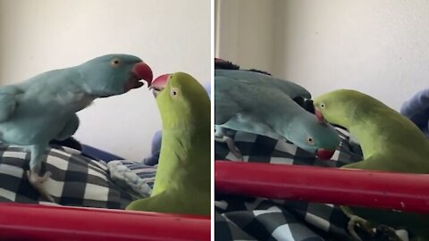 Cute parrots kissing, romantic but funny