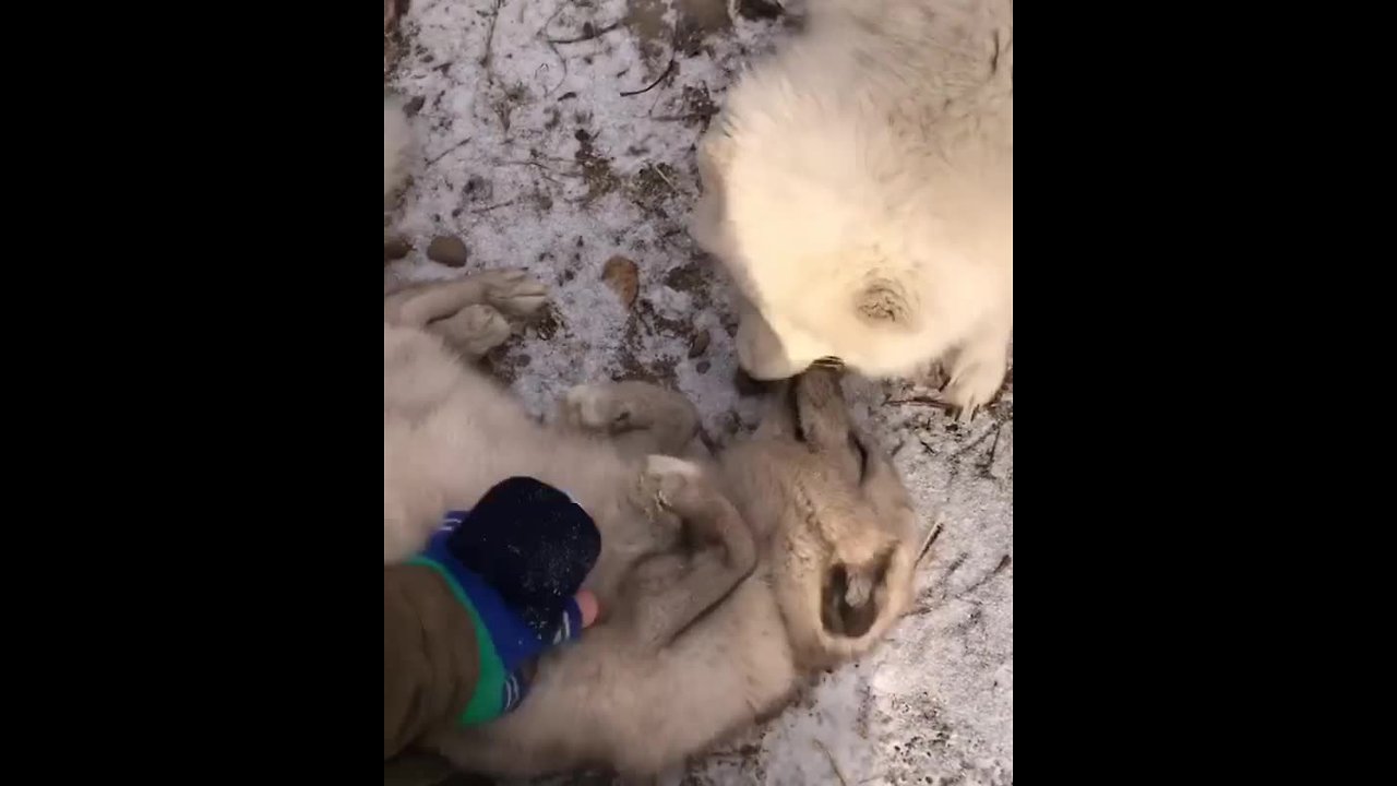 Arctic fox adorably enjoys belly rubs