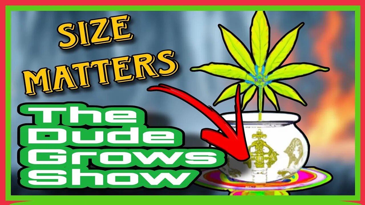 Optimizing Your Cannabis Container: Tips & Tricks for Healthy Growth - The Dude Grows Show 1470