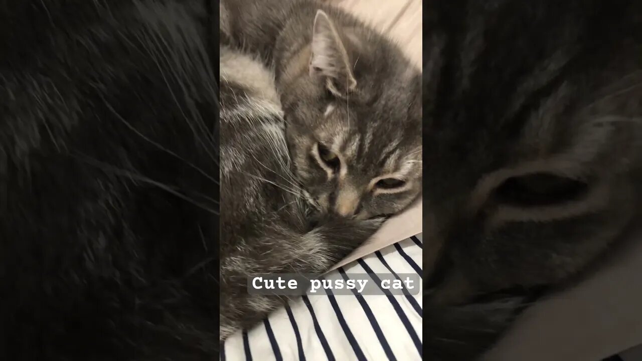 Cute little cat