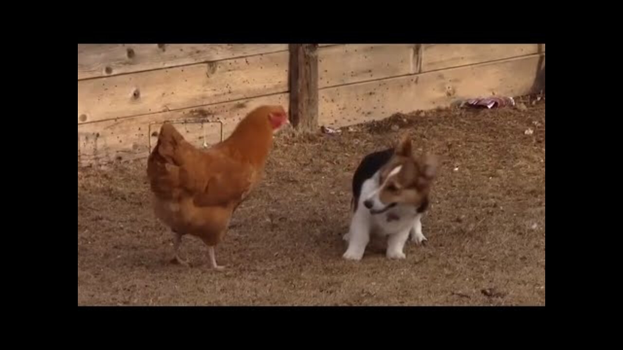 Chicken VS Dog Fight - Funny Dog Fight Videos