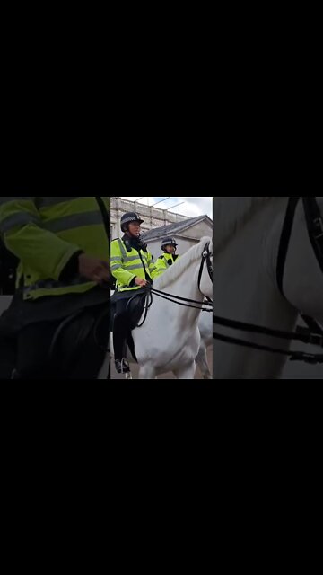 White met police horses #horseguardsparade
