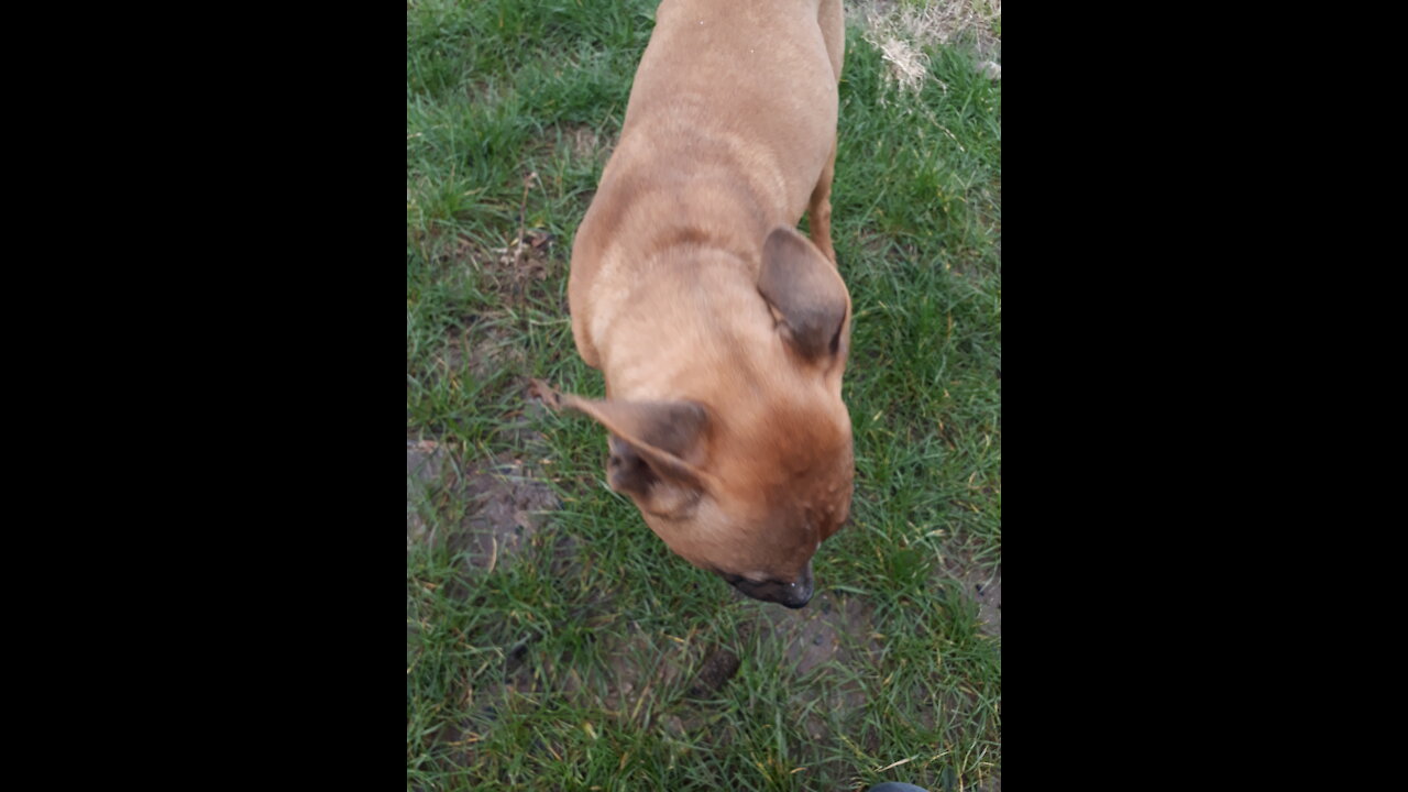 My neighbor forgot his hungry dog and he knocked on my door to offer him food