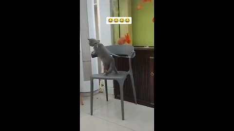 funny Animals