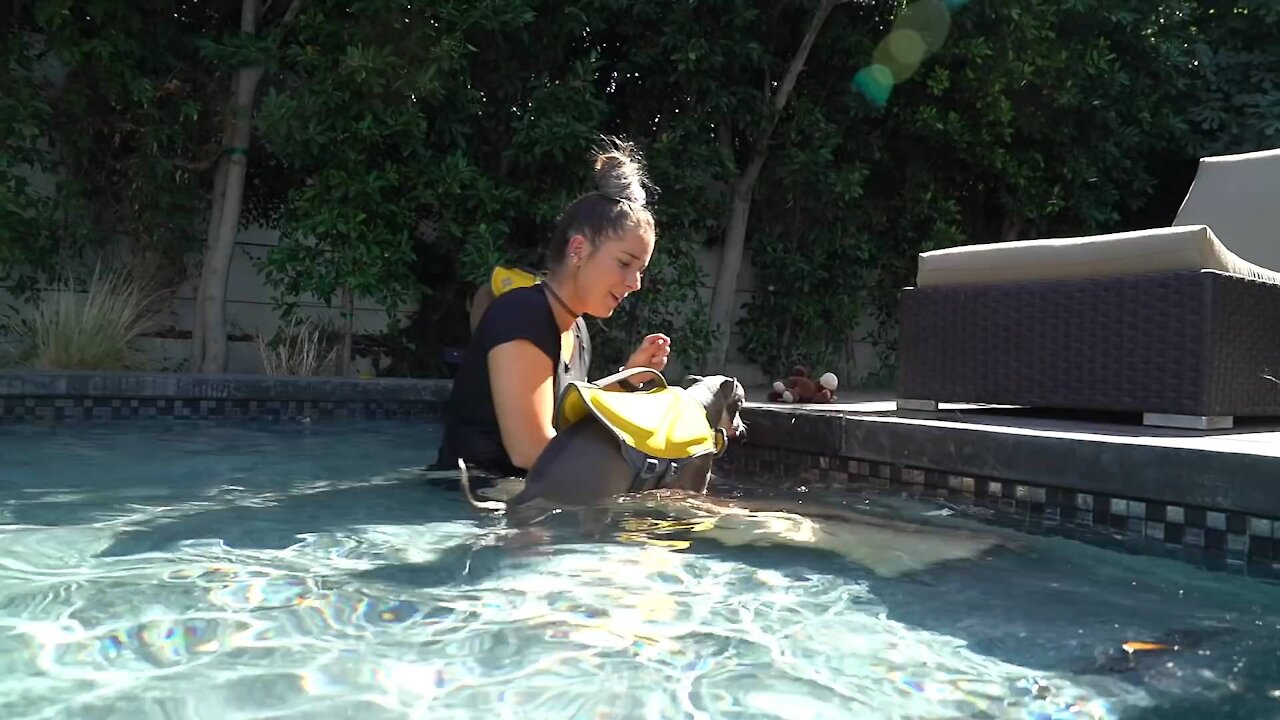 Teaching Baby's Dogs How To Swim