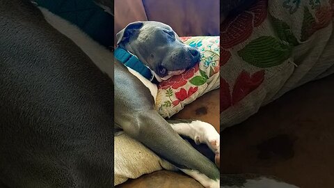 more snoring. #einsteinsbackyard #snoringdog #pitbulls