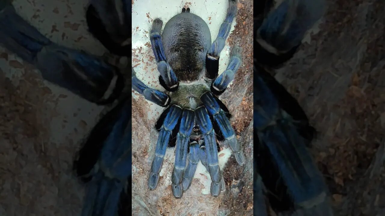 C lividium cobalt blue tarantula female #spider #animal #pet #spiderlegs #africa #petbugs #petbugs