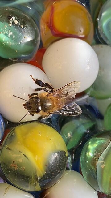 Do bees have a heart?……