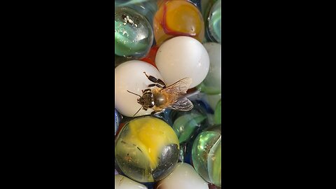 Do bees have a heart?……