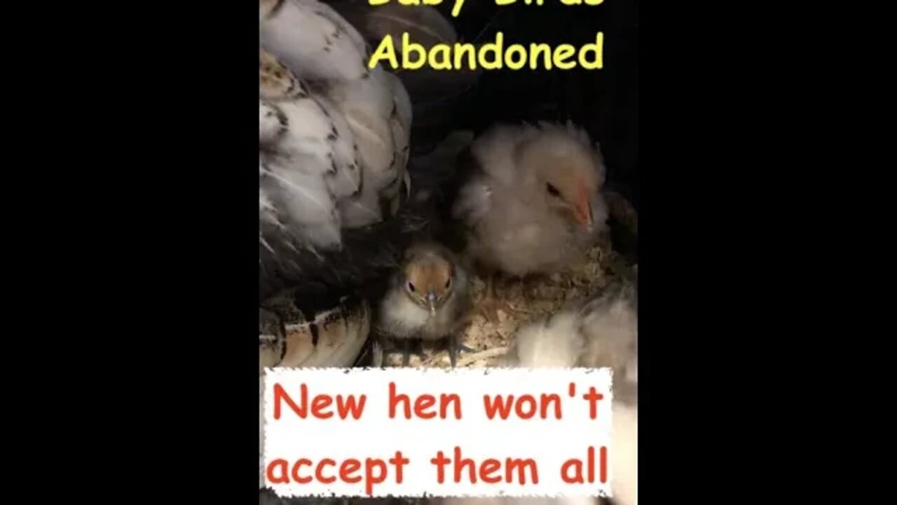 Mother hen has accepted some new chicks but not others