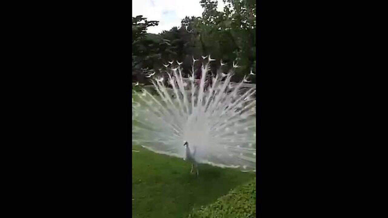 peacock amazing dance (2022)