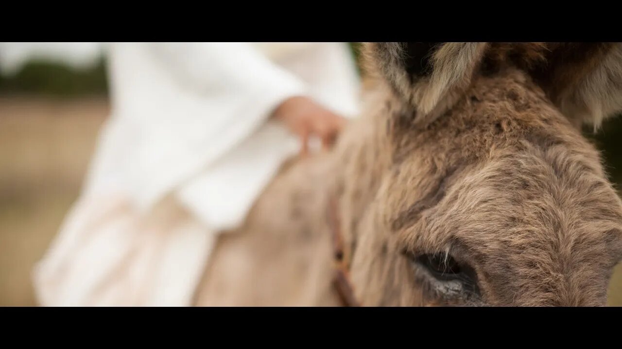 The Triumphal Entry & Fulfilled Prophecy