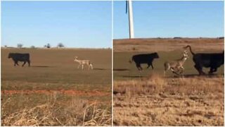 Veado distraído julga que é uma vaca