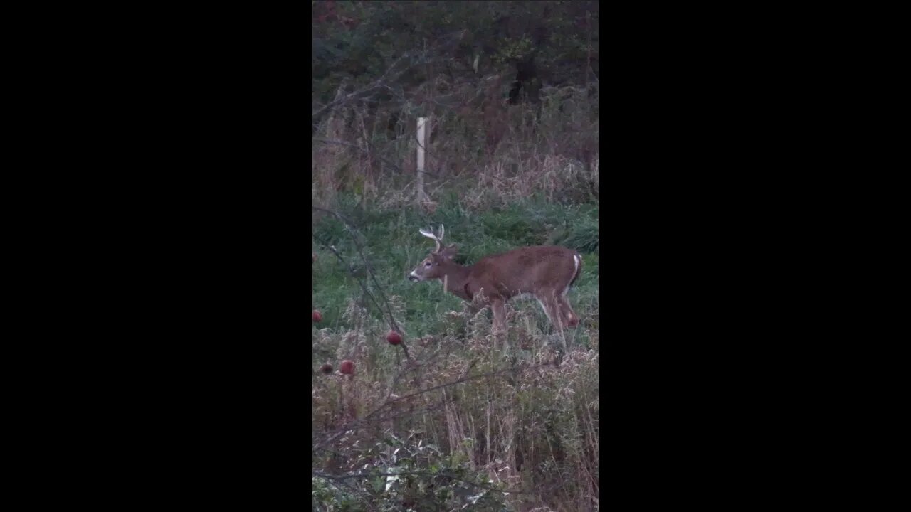 Hungry Buck