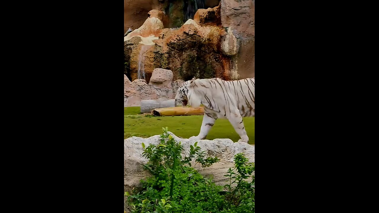 the epic battle for jungle