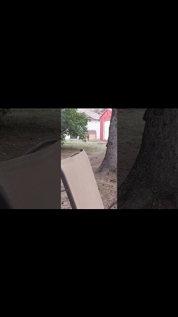 Rottweilers - Lil' Ed & Faye Love To Snag An Apple - Wow HaveThey Grown 16 Weeks Coming Up.