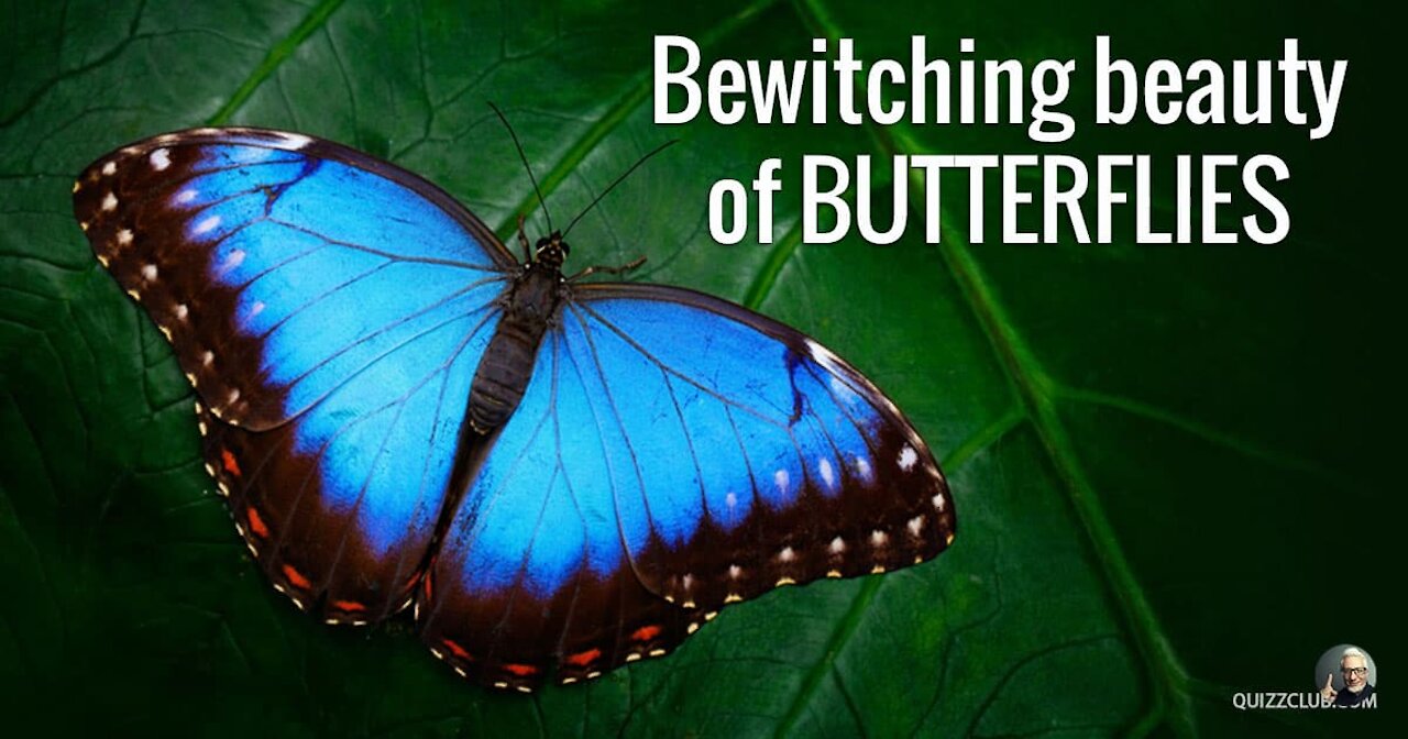 The World's most Amazing Butterflies
