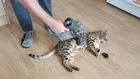 "Yes please, I would like to be vacuumed" says bengal cat