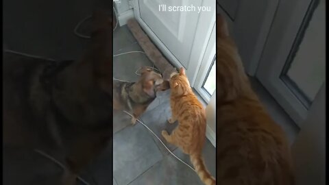 Cat says sorry to the dog but then regrets