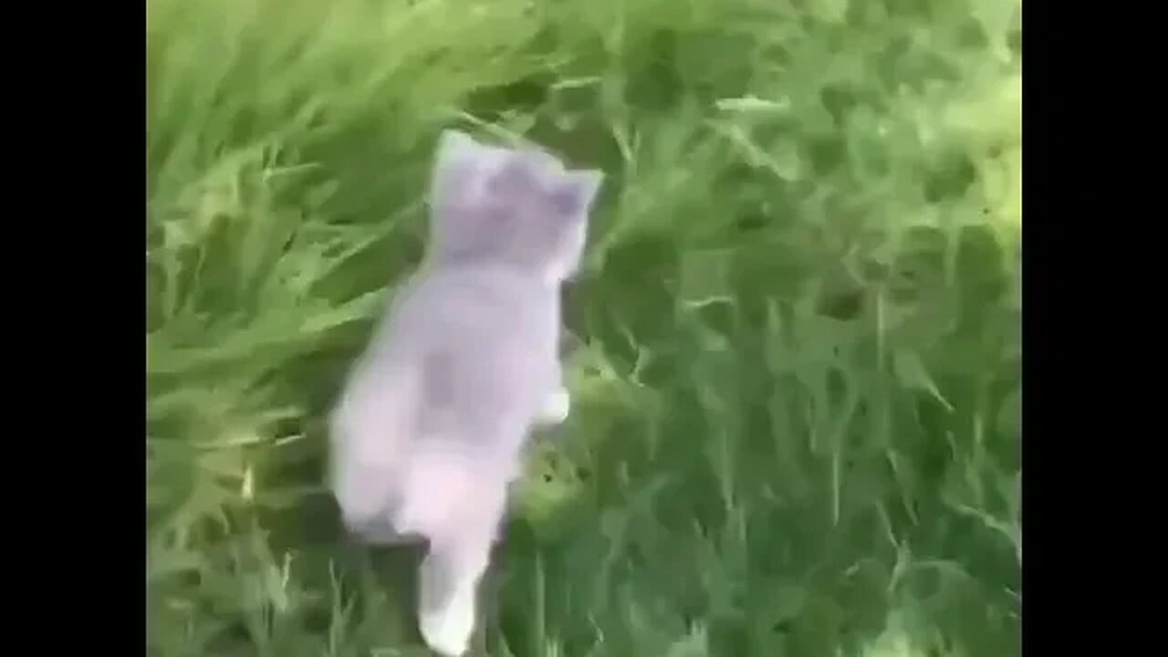 CAT VIDEO