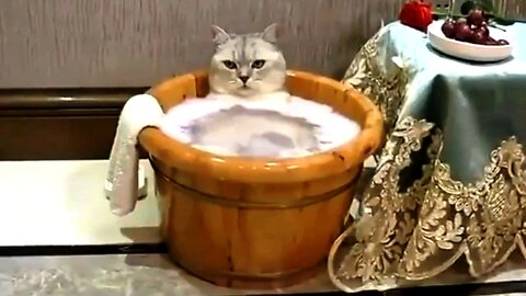 The Cat Farted While Bathing and Then Ran Away | Cat Funny Video