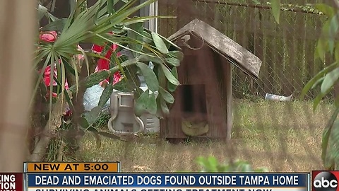 Officer finds dead and malnourished dogs at Tampa home