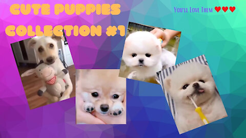 Cute Puppies ♥♥♥ LOL ♥♥♥ Cute Funny and Smart Dogs collection #1