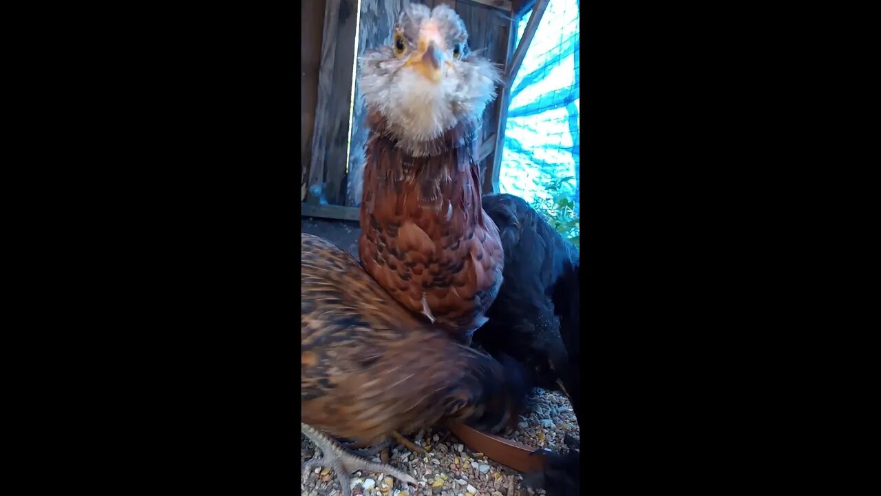 7 weeks old exotic mystery chicks move into the big coop