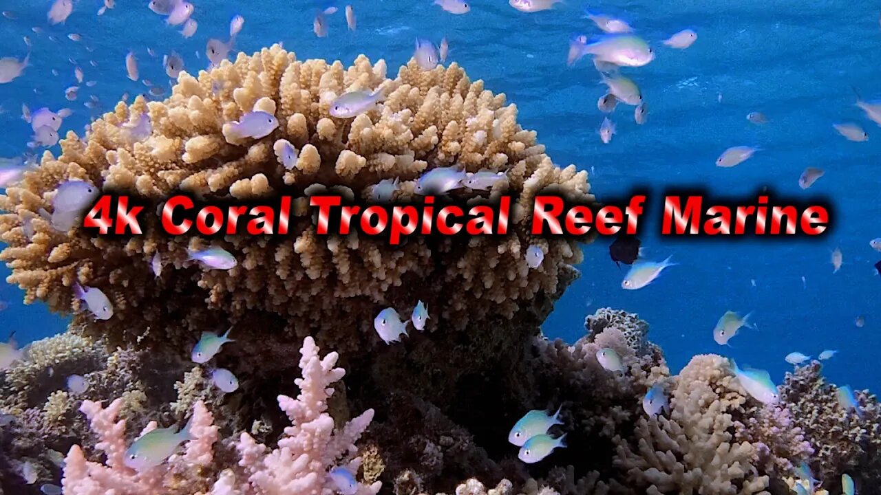 4k Coral Tropical Reef Marine | HD Video No Copy Right | Free Video