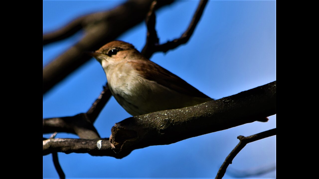 The sounds of the Common Nightingale.