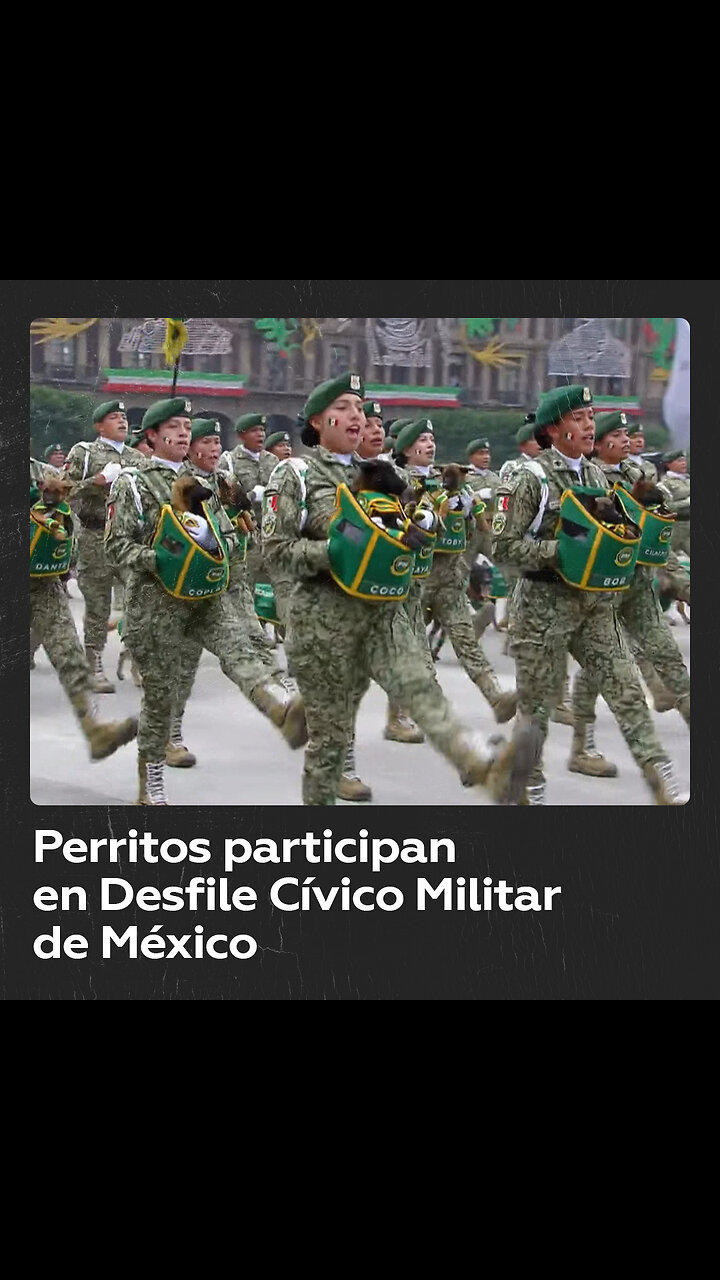 Cachorros recién reclutados participan en el desfile Cívico Militar en México