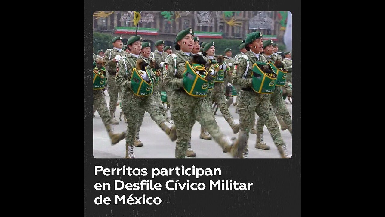 Cachorros recién reclutados participan en el desfile Cívico Militar en México