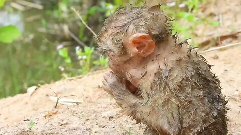 Oh My Goodness! baby kley rises from the ground to eat-17