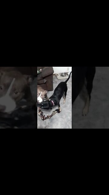 Nala is back to normal after recovering from her siezure. :)