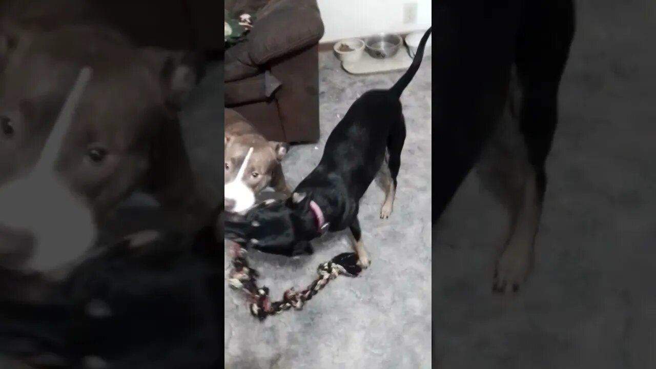 Nala is back to normal after recovering from her siezure. :)