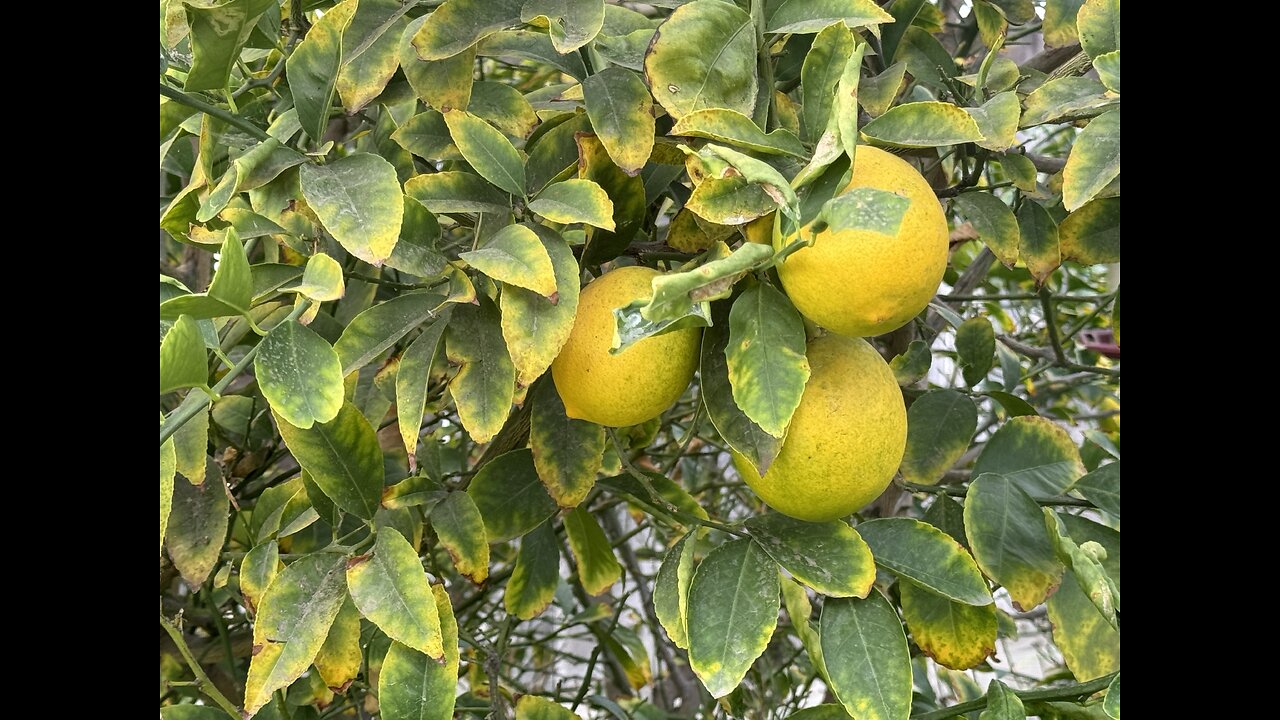 My Lemons 🍋 Are Turning Yellow